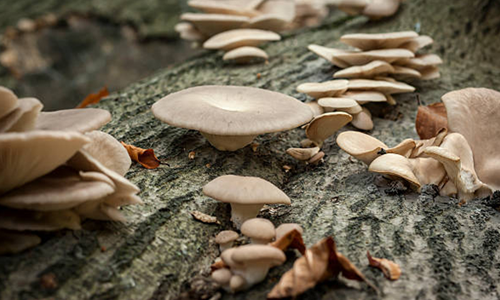 Mycoremediation: Harnessing the Power of Fungi for Environmental Restoration